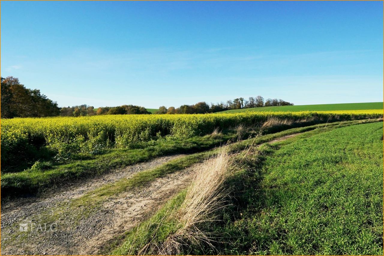 Rapsfelder im November Rapsfelder im November