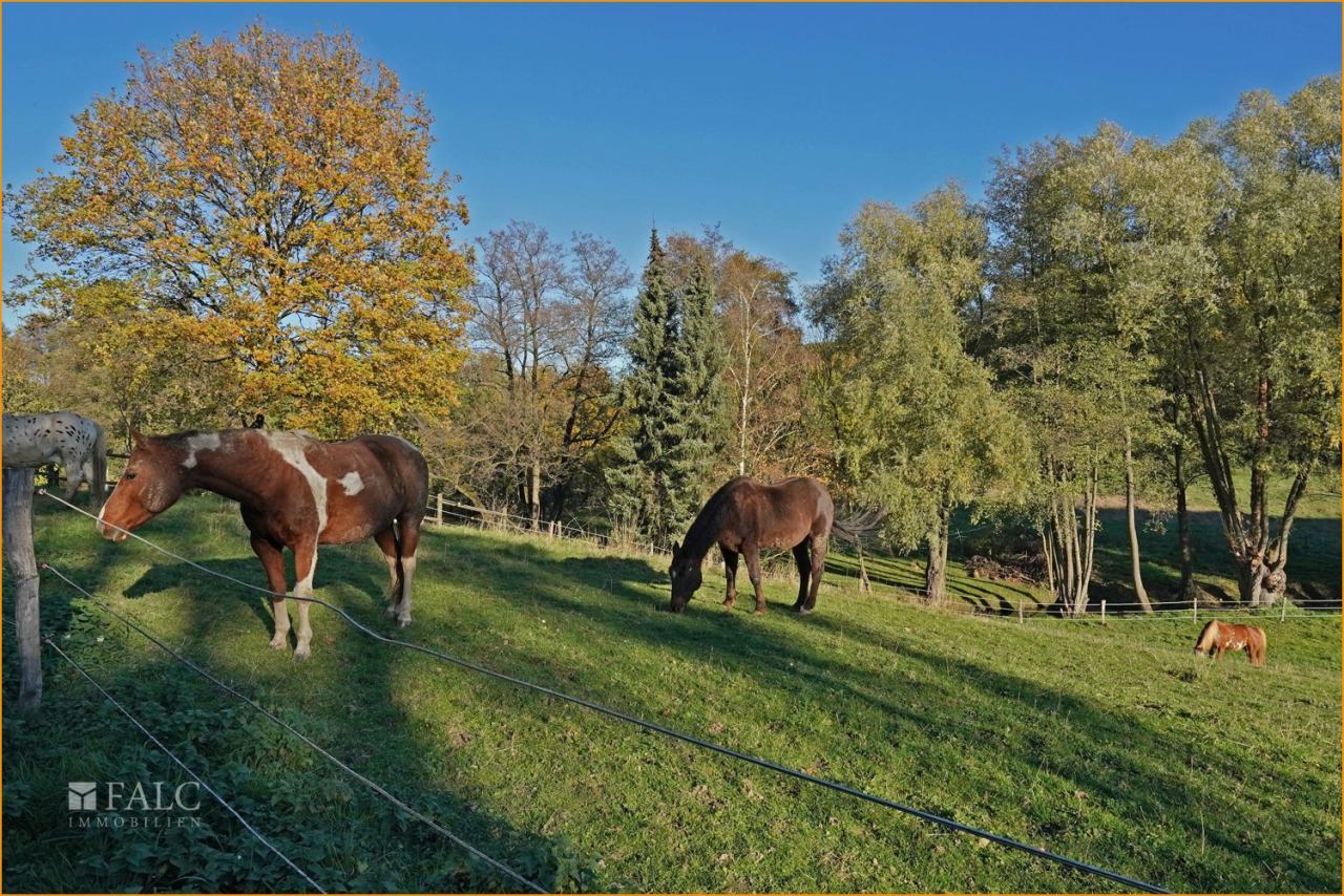 Pferde auf Koppel Pferde auf Koppel