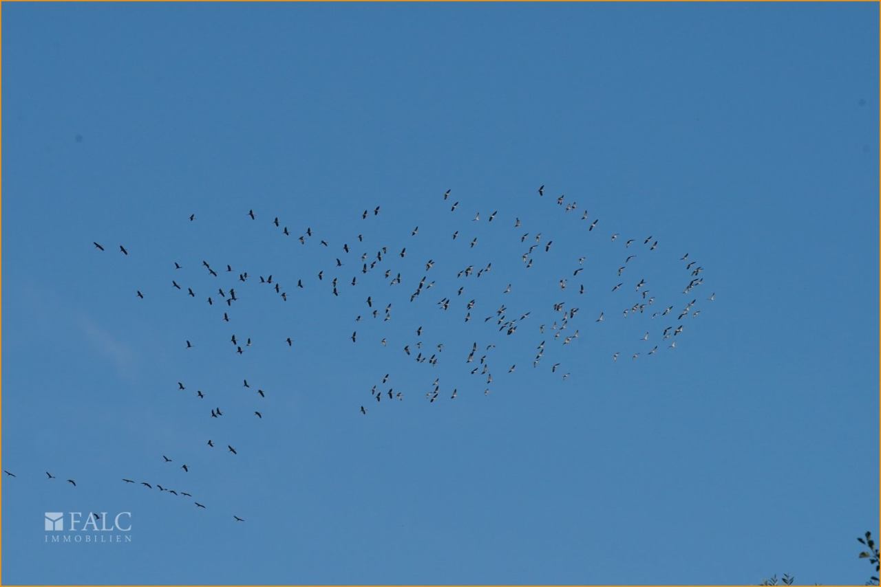 Zugvogelsammlung über Steinbruch Dornap Zugvogelsammlung über Steinbruch Dornap