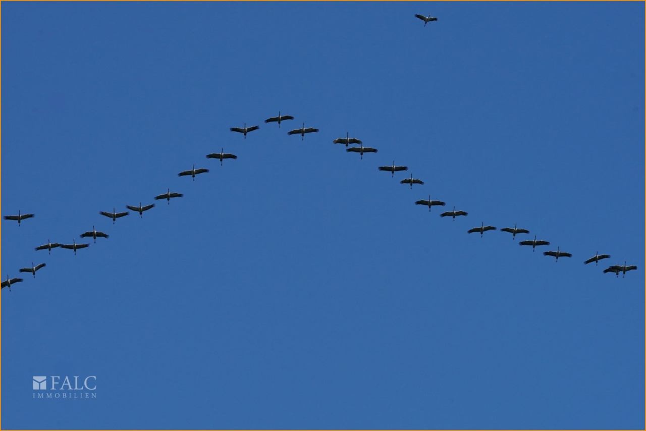 Start der Zugvögel 13.11.22 Start der Zugvögel 13.11.22