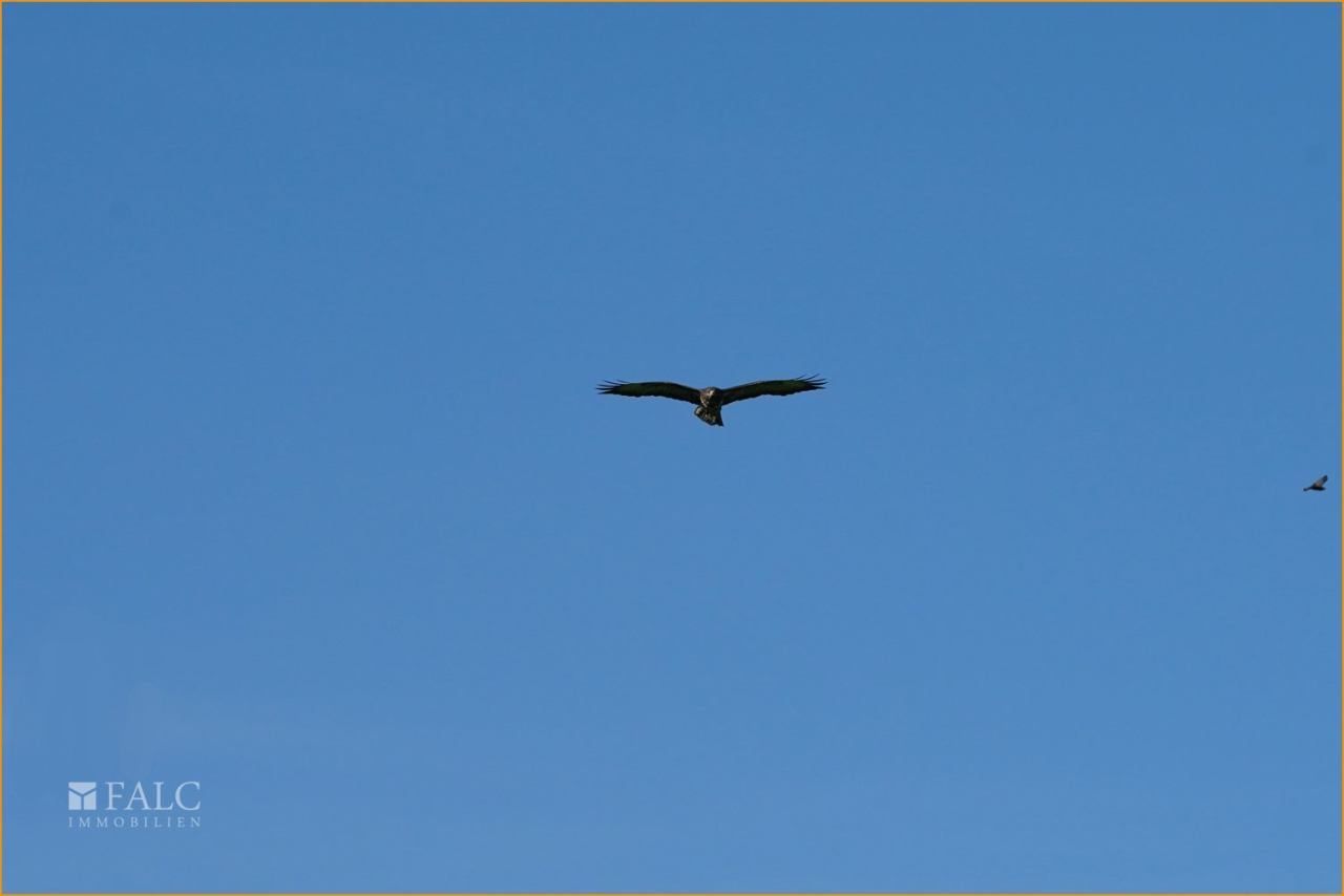 2 Bussarde 2 Bussarde